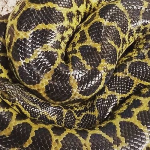 5 Feet Anaconda Found in Virginia Toilet